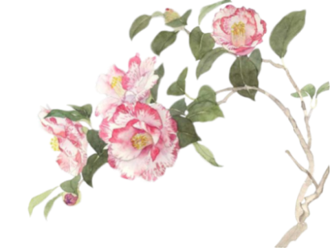 花花(97)_看图王.png