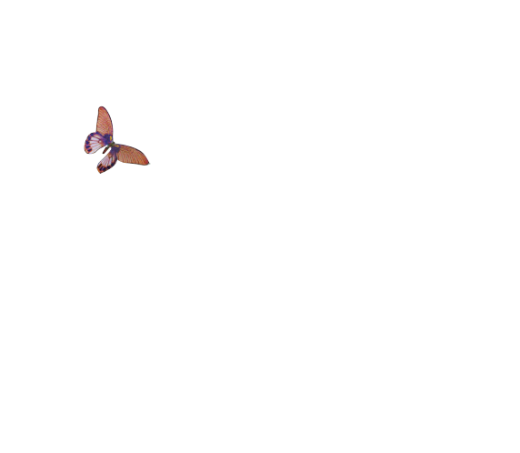 蝴蝶1.png