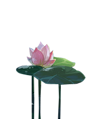 荷花 ( 38).png