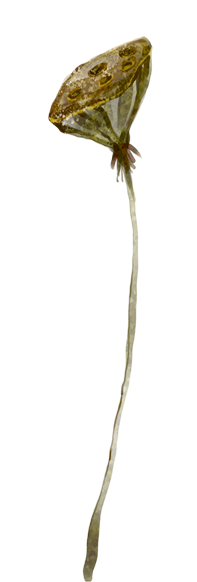 荷花 (10).png