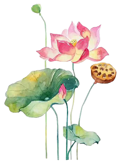 荷花 (12).png