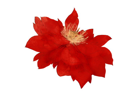荷花 (9).png
