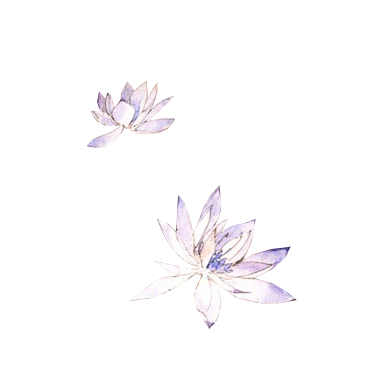 荷花 (5).png