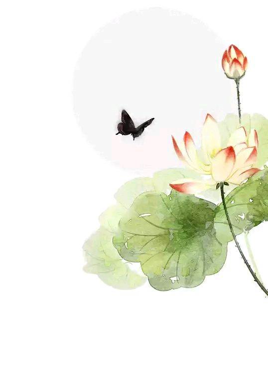 荷花 (20).jpg