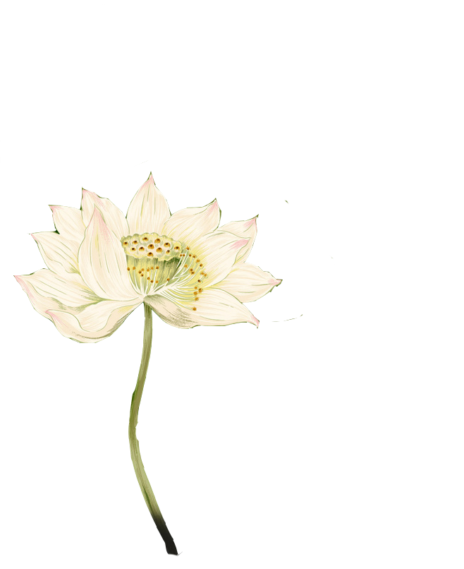 荷花 (14).png