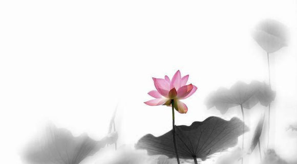 荷花 (21).jpg
