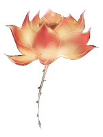 荷花.png