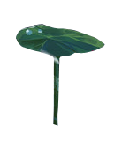 荷花（37).png