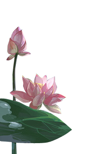 荷花（36).png