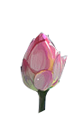 荷花（39).png