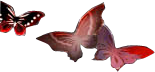 蝴蝶.png