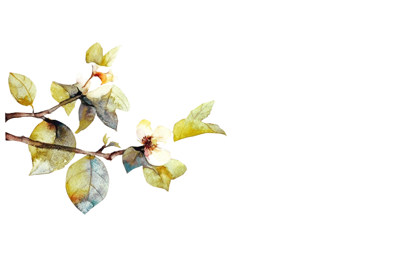 花花 (20).png