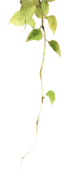 花花 (57).png
