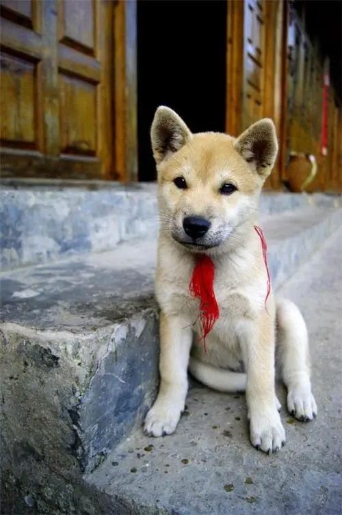 u=1055228332,155493724&fm=253&fmt=auto&app=138&f=JPEG.webp_看图王.jpg