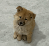 11.gif