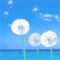 飞扬.gif