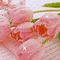 郁金香.gif