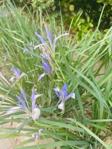 IMG_0186.jpeg